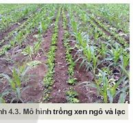 Công Nghệ 10 Bài 4 Sử Dụng Cải Tạo Và Bảo Vệ Đất Trồng Violet